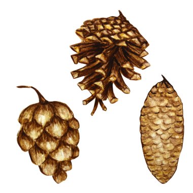 Çam kozalağı seti. El çizimi Orman Çarpışması Doğa eskizleri. Noel tebrik kartları, davetiyeler ve diğer baskı projeleri için illüstrasyon konsepti.