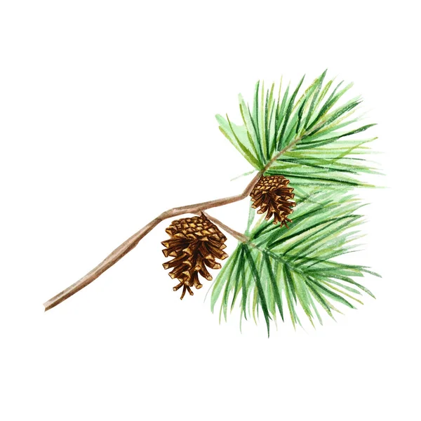 Raccolta di rami e coni di pino, aghi su sfondo bianco, disegno a mano ad acquerello, illustrazione decorativa concetto botanico per il design, biglietto di Natale — Foto Stock