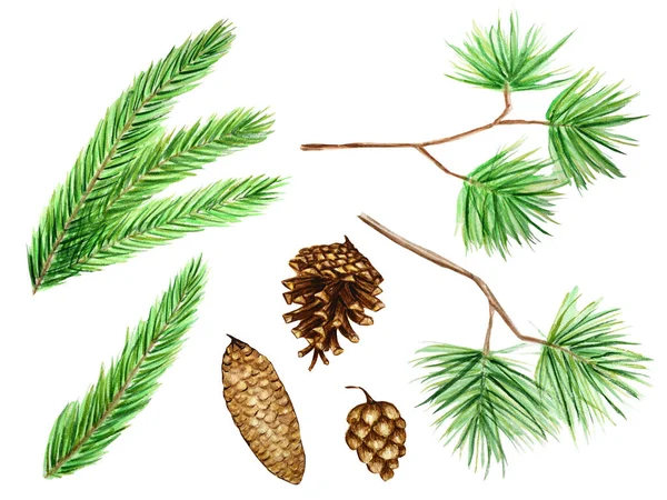 Set Colección de ramas y conos de pino, agujas sobre fondo blanco, acuarela dibujar a mano, concepto botánico decorativo ilustración para el diseño, tarjeta de Navidad —  Fotos de Stock