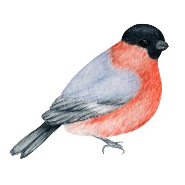 Suluboya ispinoz Noel kuşu. Beyaz arka planda izole edilmiş elle boyanmış bir resim. Kış kırmızı kuşu. Kart için tatil doğası, poster tasarımı kavramı