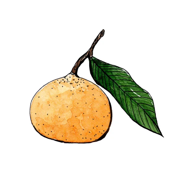 Orange mandarin with green leaf sketch watercolor. side view — Stock Photo, Image