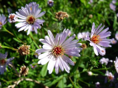 Yeşillik arka planda Chamomiles ve leylak asters