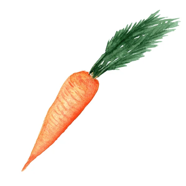 Illustrazione di carota vegetale acquerello con foglie su sfondo bianco — Foto Stock