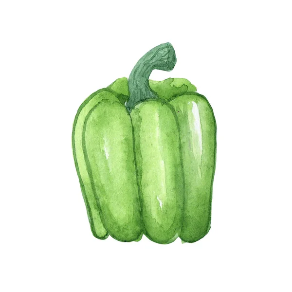 Ilustração de aquarela vegetal pimenta verde búlgaro em um fundo branco — Fotografia de Stock