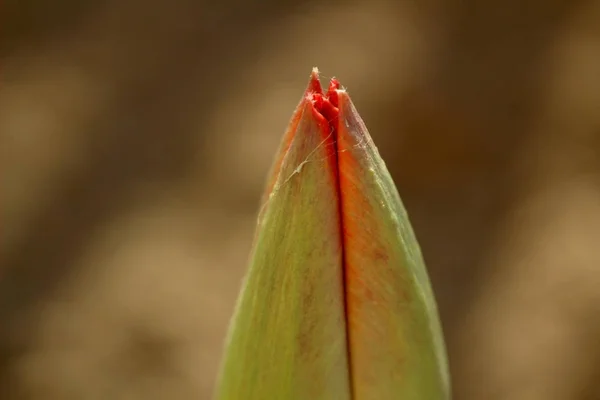 Makro fotografie nekvetoucích červených Tulipán na pozadí hnědé země. — Stock fotografie