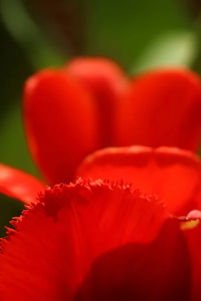 Macro foto de uma pétala de uma tulipa vermelha nas bordas com uma franja contra o fundo — Fotografia de Stock