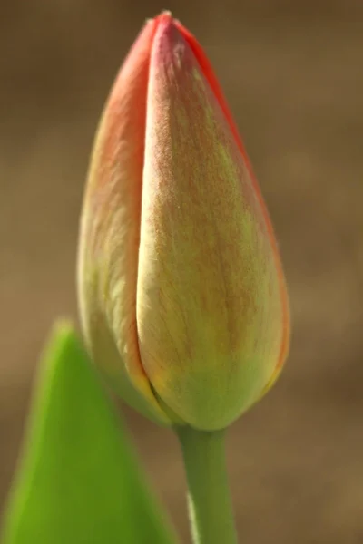 Foto macro do botão tulipa verde vermelho não soprado em um fundo marrom da terra — Fotografia de Stock