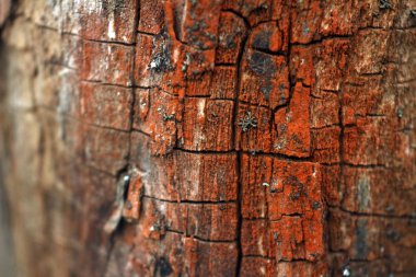 kırık kırmızı ağaç kabuğu makro fotoğraf