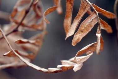 bir daire şeklinde küçük yaprakları ile kuru turuncu kırmızı kahverengi yaprak makro fotoğraf
