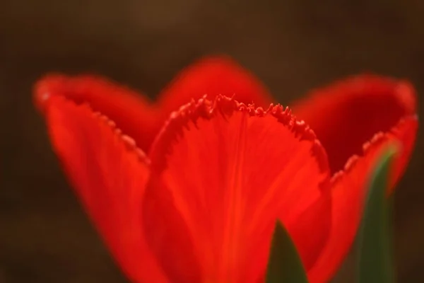 Macro foto de pétalas de um botão de uma tulipa vermelha na borda com uma franja — Fotografia de Stock