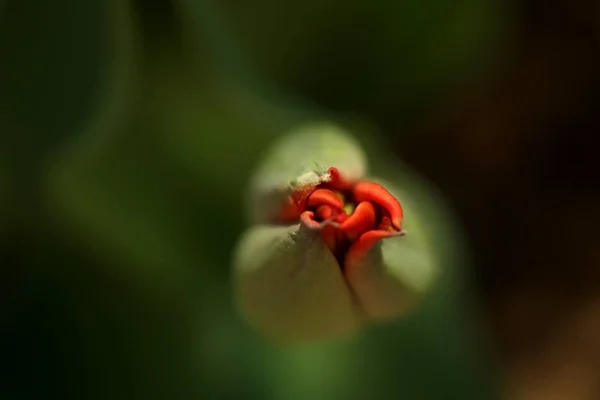 Macro foto de pétalas de um botão verde fechado com um coração vermelho de uma tulipa — Fotografia de Stock