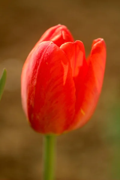 Macro foto do botão tulipa florescendo vermelho em um fundo de terra marrom — Fotografia de Stock