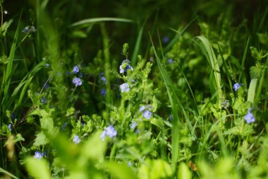 Güzel mavi çiçekler BlueBell 'ler