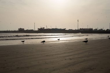 Gün batımında boş bir plajda dinlenen martılar grubu küçük bir limanın siluetinin arka planına karşı.