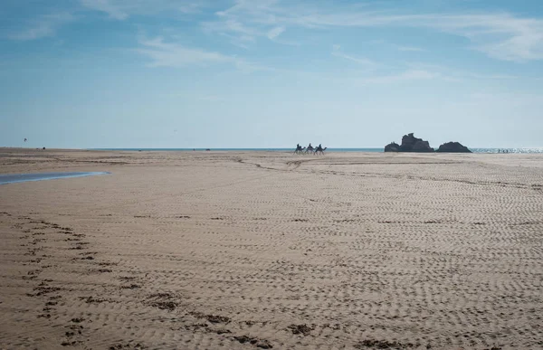 Stopy Velbloudů Mokrém Písku Tři Velbloudi Obrovské Prázdné Písečné Pláži — Stock fotografie