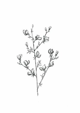 grafik çizgi sanat monokrom çiçekler