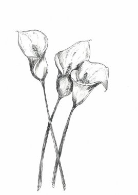 grafik çizgi sanat monokrom çiçekler