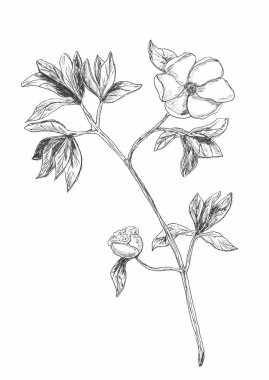 grafik çizgi sanat monokrom çiçekler