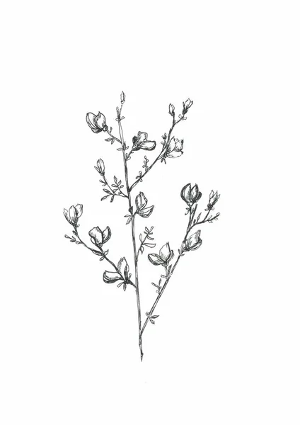 grafik çizgi sanat monokrom çiçekler