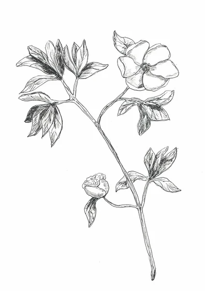 grafik çizgi sanat monokrom çiçekler