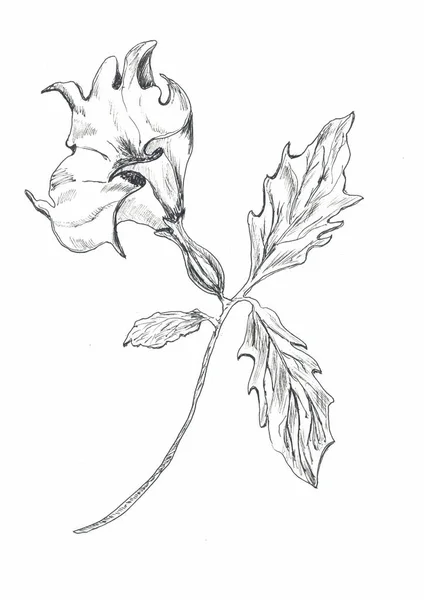 grafik çizgi sanat monokrom çiçekler