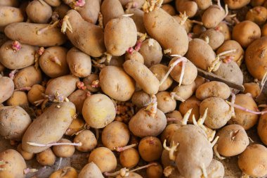 Taze patates, yakın çekim.