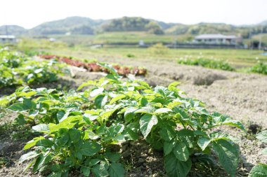 Alan görüntüsü, tarım, yeşil bitkiler 