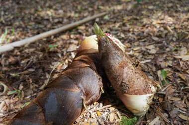 Taze bambu kökleri kapanıyor.