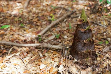 Taze bambu kökleri kapanıyor.