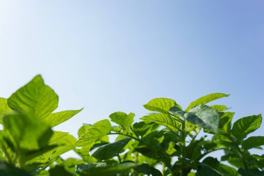 Yumuşak yeşil ve gökyüzü