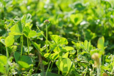 Yumuşak yeşil ve gökyüzü