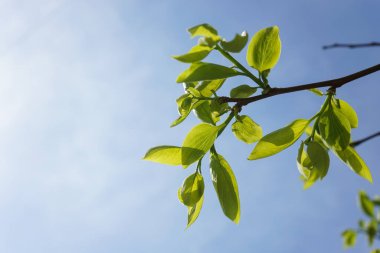 Yumuşak yeşil ve gökyüzü