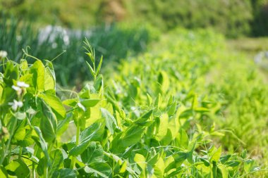 Yumuşak yeşil ve gökyüzü