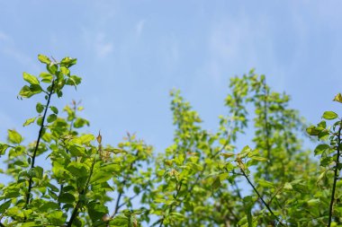 arkaplanda yeşil yapraklı dallar