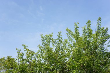 arkaplanda yeşil yapraklı dallar