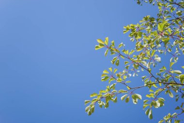 arkaplanda yeşil yapraklı dallar