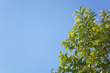 arkaplanda yeşil yapraklı dallar