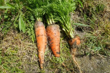 Taze havuçlar yakın dursun.