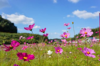 Güneşli bir günde Japonya 'daki tarım toplumunun görüşü