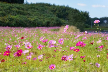 Güneşli bir günde Japonya 'daki tarım toplumunun görüşü