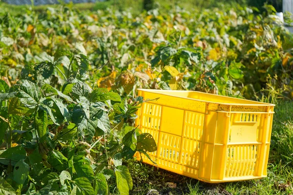 Agriculture Crop Image Agriculture — Stock Photo, Image