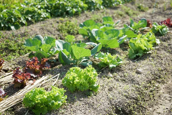 Immagine Campo Coltivazione Piante Verdi — Foto Stock