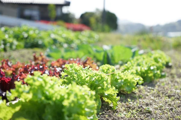 Imagen Campo Cultivo Plantas Verdes — Foto de Stock