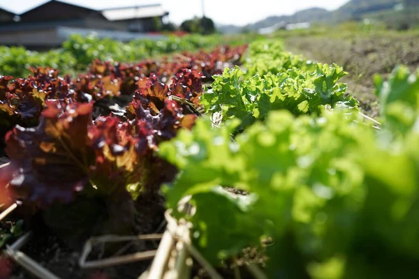 Field Image Cultivation Green Plants — Stock Photo, Image