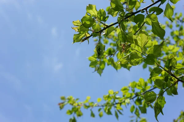 Tierno Verde Cielo — Foto de Stock