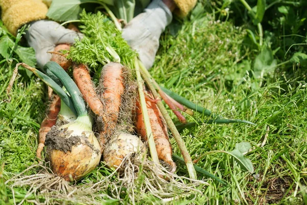 Zanahorias Frescas Havrest Primer Plano — Foto de Stock