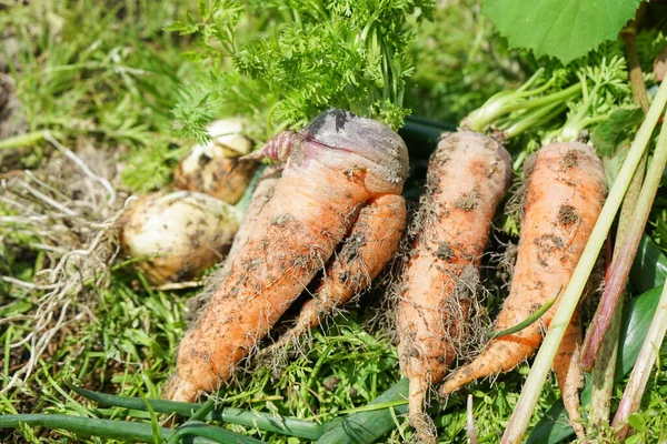 Fresh Carrots Havrest Close — Stock Photo, Image