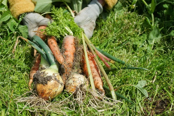 Zanahorias Frescas Havrest Primer Plano — Foto de Stock