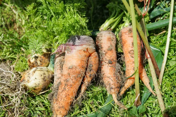 Wortel Segar Telah Menutup — Stok Foto