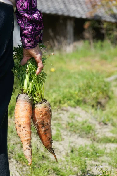 Fresh Carrots Havrest Close — Stock Photo, Image